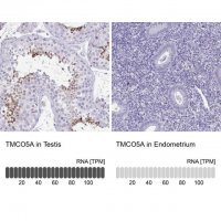 Anti-TMCO5A antibody produced in rabbit 