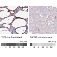 Anti-TMED10 antibody produced in rabbit 
