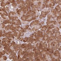 Anti-TMED6 antibody produced in rabbit HPA012532-100UL