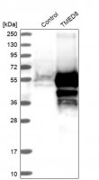 Anti-TMED8 antibody produced in rabbit
