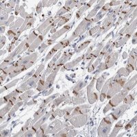 Anti-TMEM102 antibody produced in rabbit 