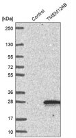 Anti-TMEM126B antibody produced in rabbit 