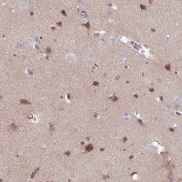 Anti-TMEM132A antibody produced in rabbit 