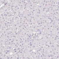 Anti-TMEM150C antibody produced in rabbit 