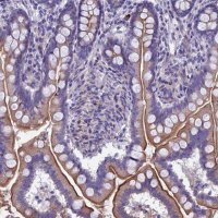 Anti-TMEM171 antibody produced in rabbit 