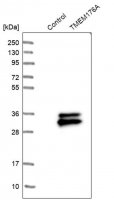 Anti-TMEM176A antibody produced in rabbit HPA008770-100UL