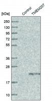 Anti-TMEM207 antibody produced in rabbit HPA014332-100UL
