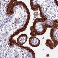 Anti-TMEM208 antibody produced in rabbit HPA041949-100UL