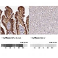 Anti-TMEM253 antibody produced in rabbit 