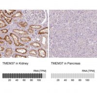 Anti-TMEM37 antibody produced in rabbit 