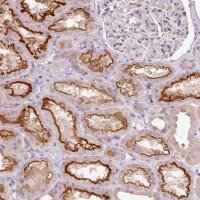 Anti-TMEM37 antibody produced in rabbit 