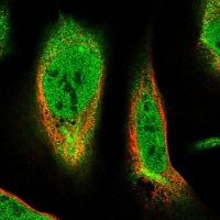 Anti-TMEM51 antibody produced in rabbit