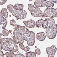 Anti-TMEM88 antibody produced in rabbit 