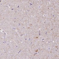 Anti-TMEM88B antibody produced in rabbit 