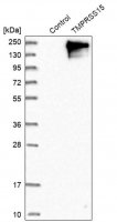 Anti-TMPRSS15 antibody produced in rabbit 