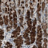 Anti-TMPRSS4 antibody produced in rabbit 