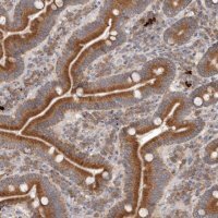 Anti-TMUB1 antibody produced in rabbit 