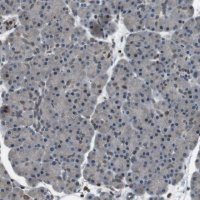 Anti-TMX4 antibody produced in rabbit 