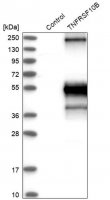 Anti-TNFRSF10B antibody produced in rabbit
