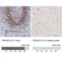 Anti-TNFRSF13C antibody produced in rabbit 
