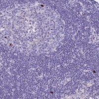 Anti-TNFSF11 antibody produced in rabbit 