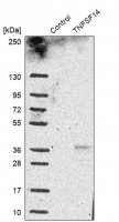 Anti-TNFSF14 antibody produced in rabbit