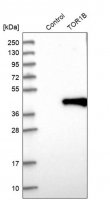 Anti-TOR1B antibody produced in rabbit HPA013697-100UL
