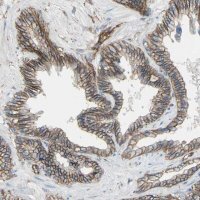Anti-TPBG antibody produced in rabbit HPA010554-100UL