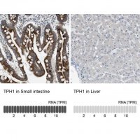 Anti-TPH1 antibody produced in rabbit