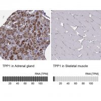 Anti-TPP1 antibody produced in rabbit