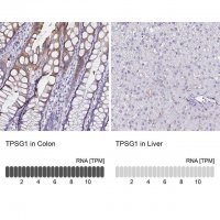 Anti-TPSG1 antibody produced in rabbit 