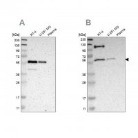Anti-TRAF2 antibody produced in rabbit