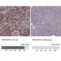 Anti-TRAF3IP3 antibody produced in rabbit 
