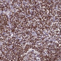 Anti-TRAF3IP3 antibody produced in rabbit 