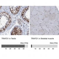 Anti-TRAFD1 antibody produced in rabbit 
