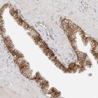 Anti-TRAPPC3 antibody produced in rabbit HPA028408-100UL