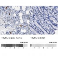Anti-TREML1 antibody produced in rabbit 