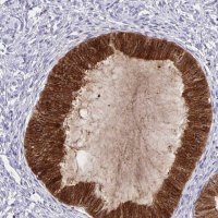 Anti-TRH antibody produced in rabbit 