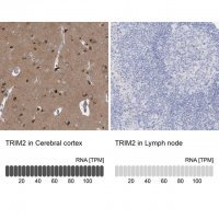 Anti-TRIM2 antibody produced in rabbit 