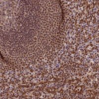 Anti-TRIM22 antibody produced in rabbit 