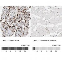 Anti-TRIM33 antibody produced in rabbit 