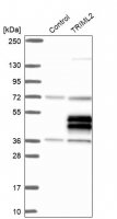 Anti-TRIML2 antibody produced in rabbit 