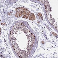 Anti-TRIML2 antibody produced in rabbit 
