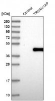 Anti-TRNAU1AP antibody produced in rabbit HPA032069-100UL