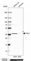 Anti-TSKU antibody produced in rabbit 