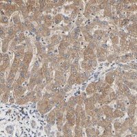 Anti-TSKU antibody produced in rabbit 