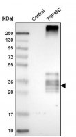 Anti-TSPAN7 antibody produced in rabbit 