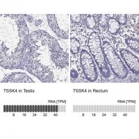 Anti-TSSK4 