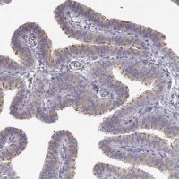 Anti-TTC26 antibody produced in rabbit