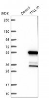 Anti-TTLL10 antibody produced in rabbit 